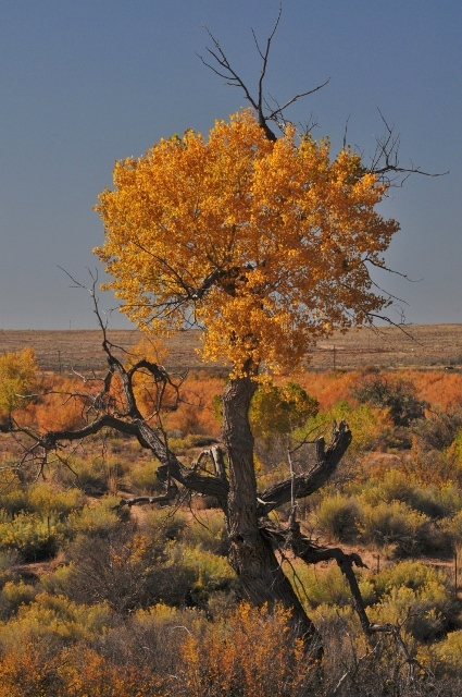 autumn in the park